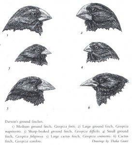 Finches from Beak