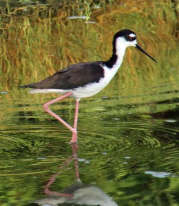 stilt adult